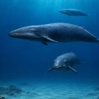 bannerballena